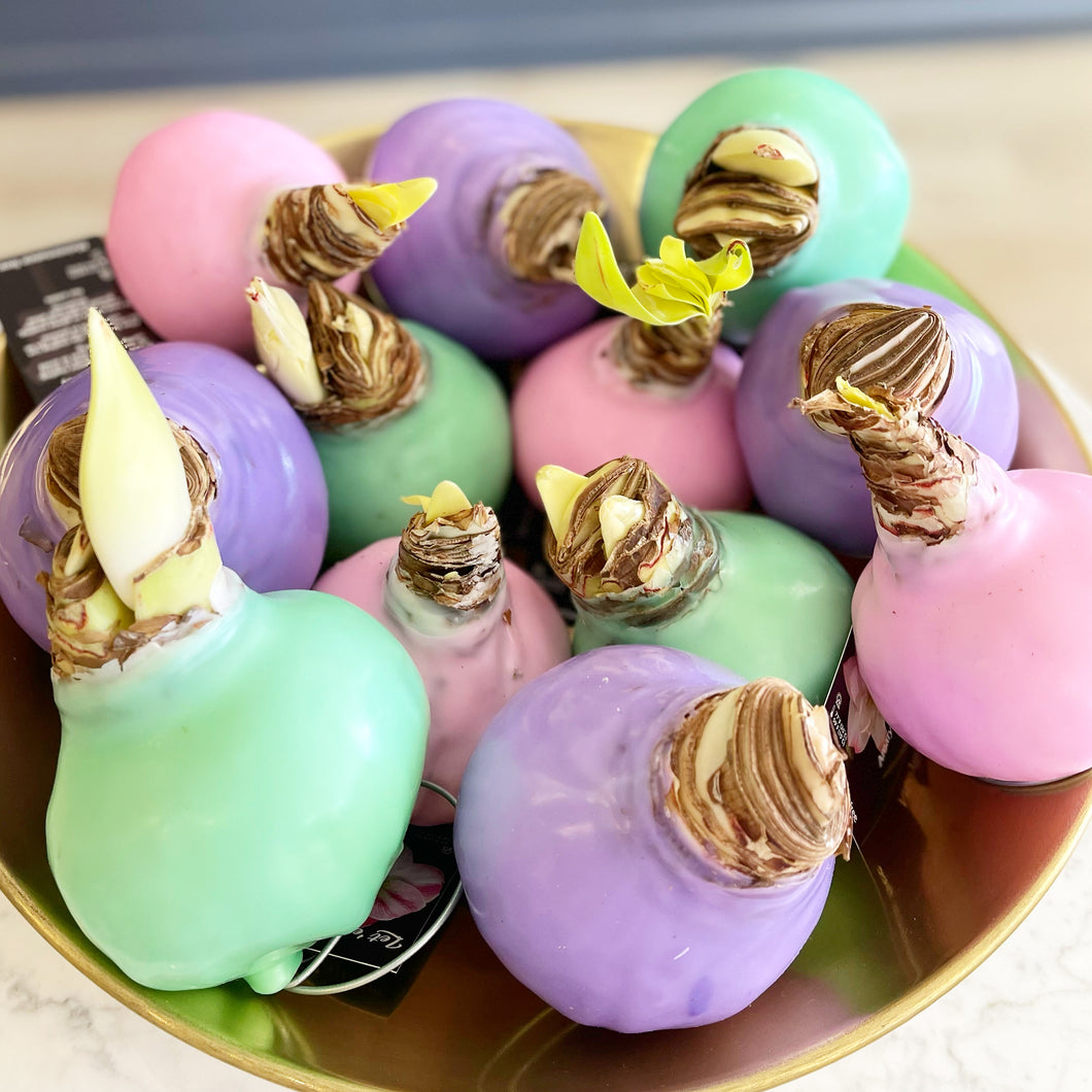 Amaryllis Wax Bulbs